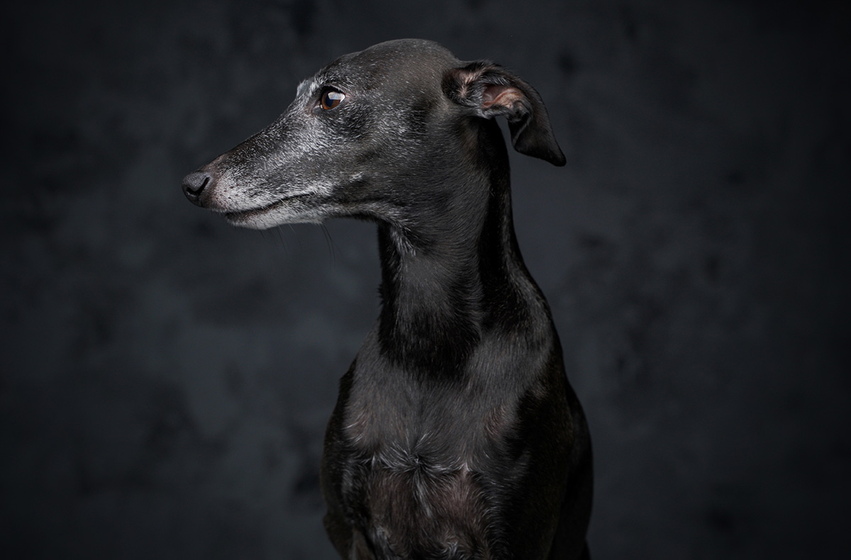 Haustier Fotoshooting Düsseldorf -  in Mitzubringen: Lieblingsspielzeug, Leckerlis, Halsband/Leine und ggf. Accessoires oder Decke für das Tier. Für gemeinsame Fotos auch passende Kleidung des Besitzers Wird gestellt: professionelles Kamera- und Lichtequipment, tierfreundliches Studio mit Hintergründen, Requisiten wie Körbe, Decken und kleine Accessoires je nach Tierart