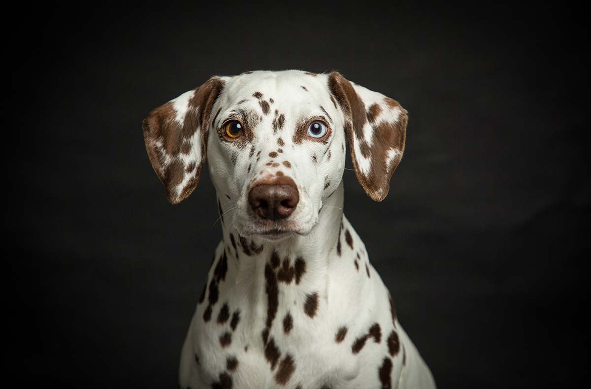 Hunde Fotoshooting Seevetal