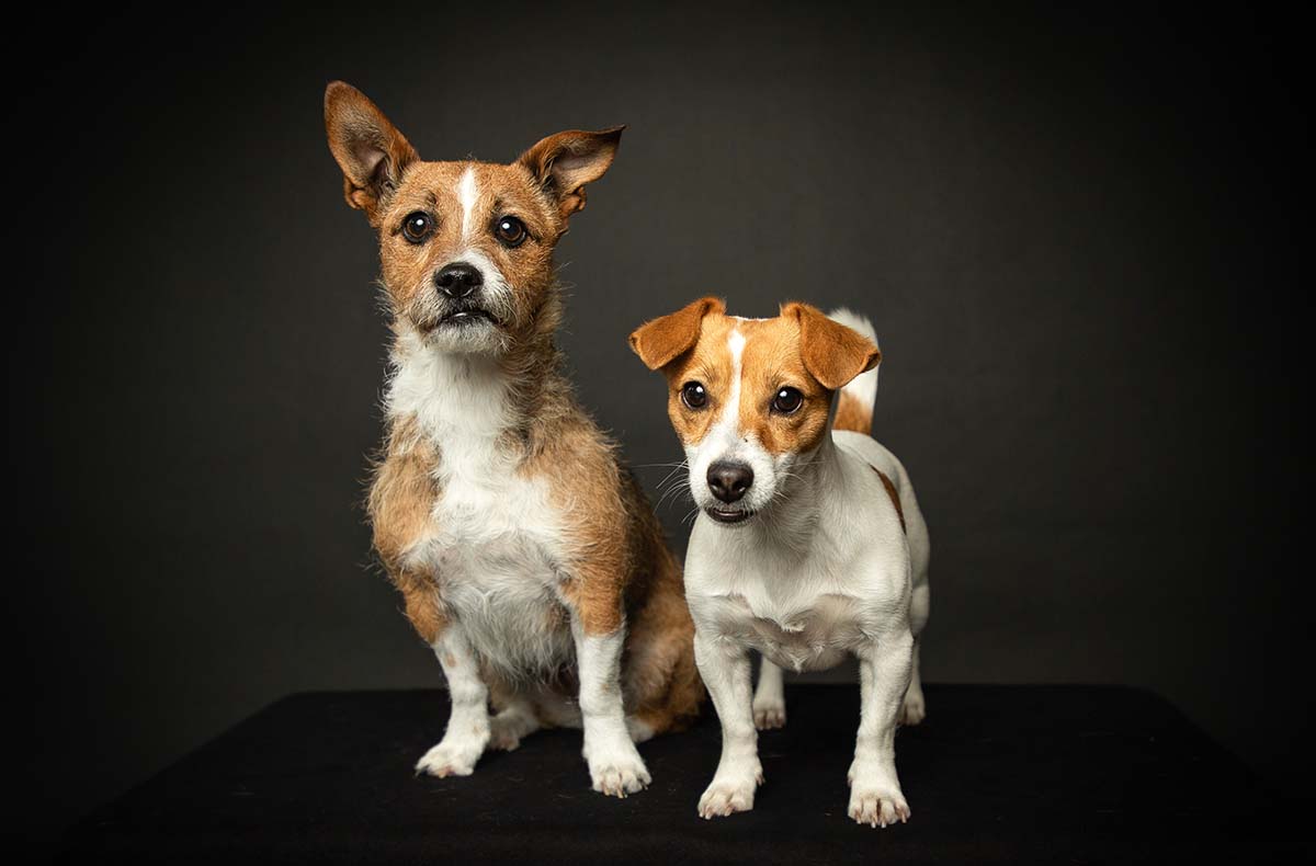 Hunde Fotoshooting Seevetal