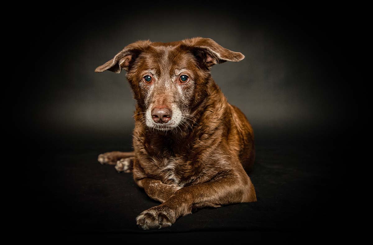 Hunde Fotoshooting Seevetal - Vorschau I