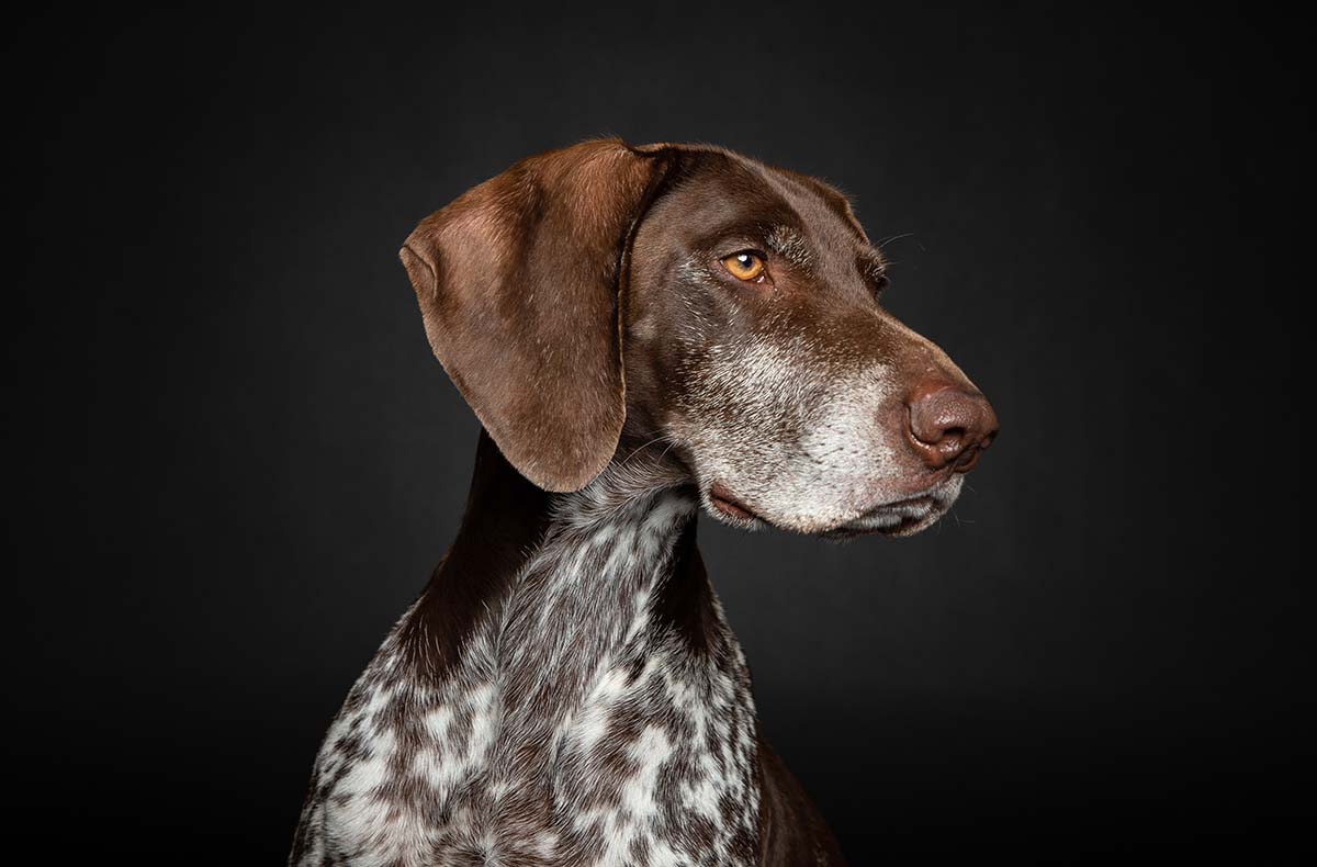Hunde Fotoshooting Seevetal