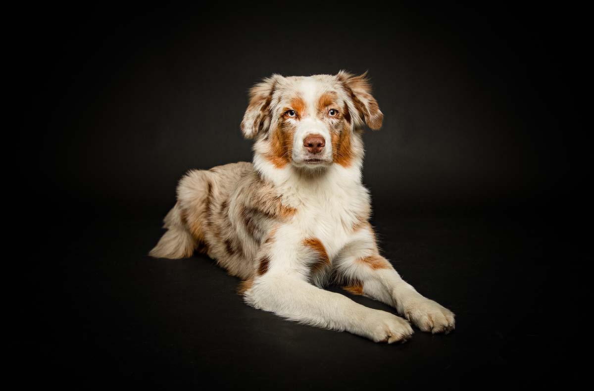 Hunde Fotoshooting Seevetal - Vorschau II