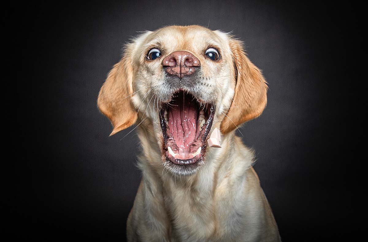 Hunde Fotoshooting Seevetal (Schnapp-Shooting)