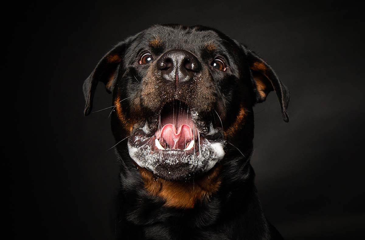 Hunde Fotoshooting Seevetal (Schnapp-Shooting)