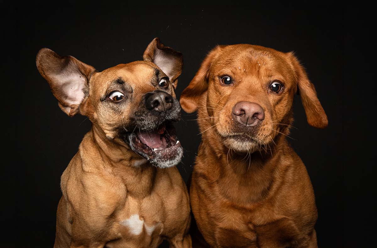 Hunde Fotoshooting Seevetal (Schnapp-Shooting) - Vorschau I