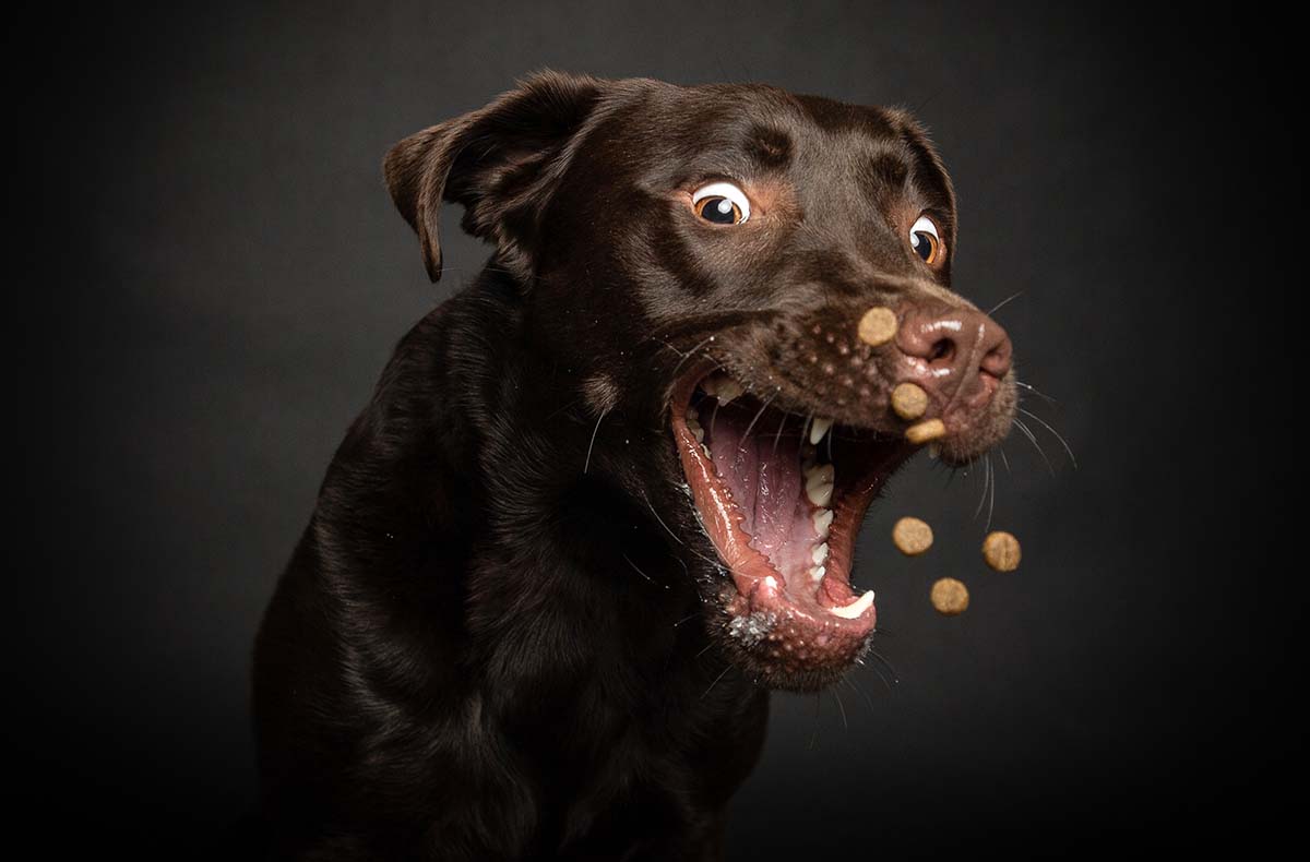 Hunde Fotoshooting Seevetal (Schnapp-Shooting)