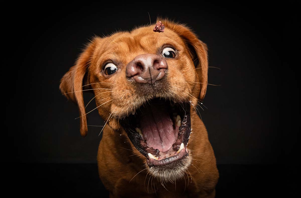 Hunde Fotoshooting Seevetal (Schnapp-Shooting) - Vorschau II