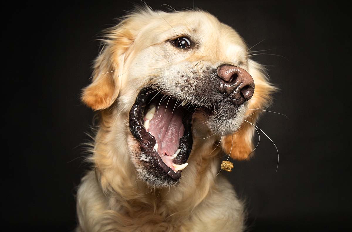 Hunde Fotoshooting Seevetal (Schnapp-Shooting)