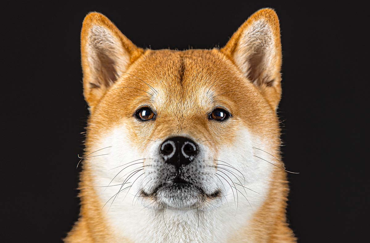 Hunde Fotoshooting Augsburg -  in Mitzubringen: Kleidung, Accessoires, Leckerlies