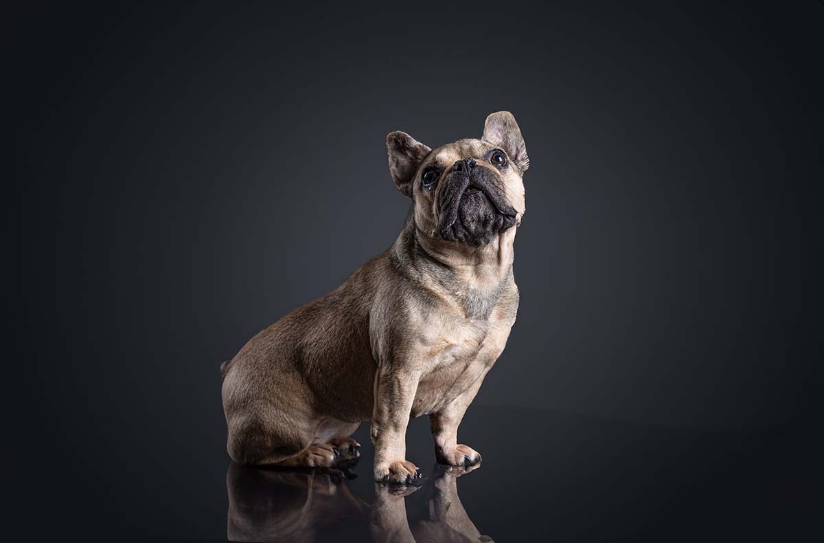 Hunde Fotoshooting Augsburg -  in Mitzubringen: Kleidung, Accessoires, Leckerlies