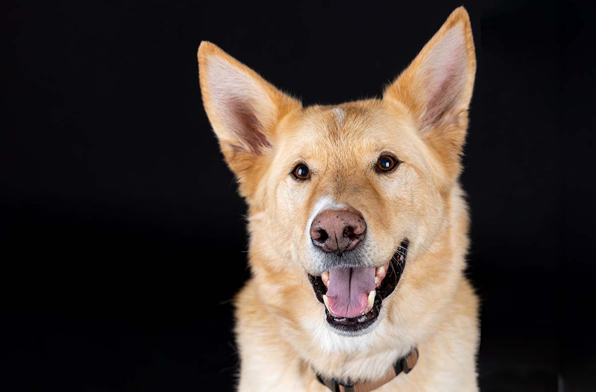 Hunde Fotoshooting Augsburg -  in Mitzubringen: Kleidung, Accessoires, Leckerlies