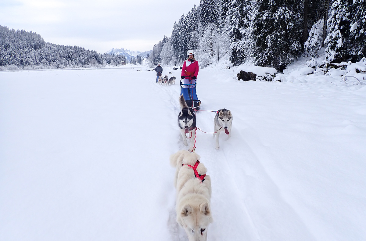 Schlittenhunde Abenteuer Ermenswil St. Gallen für 2 Schlittenhunde Abenteuer Ermenswil St. Gallen für 2