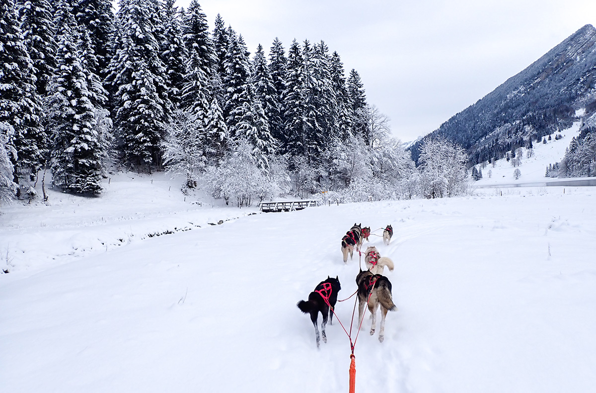 Schlittenhunde Abenteuer Ermenswil St. Gallen für 2 Schlittenhunde Abenteuer Ermenswil St. Gallen für 2
