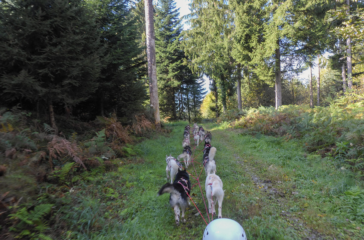 Husky Schlittenhundefahrt Ermenswil Husky Schlittenhundefahrt Ermenswil