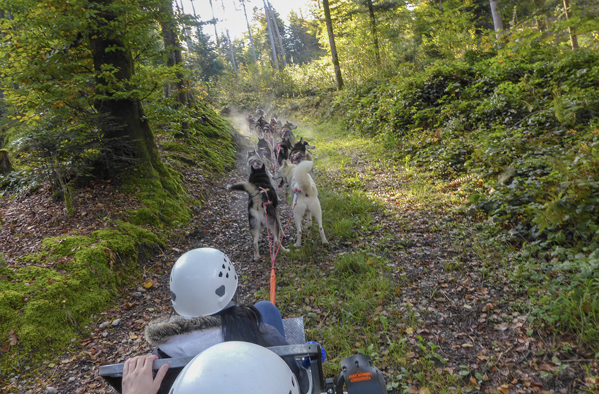 Husky Schlittenhundefahrt Ermenswil Husky Schlittenhundefahrt Ermenswil