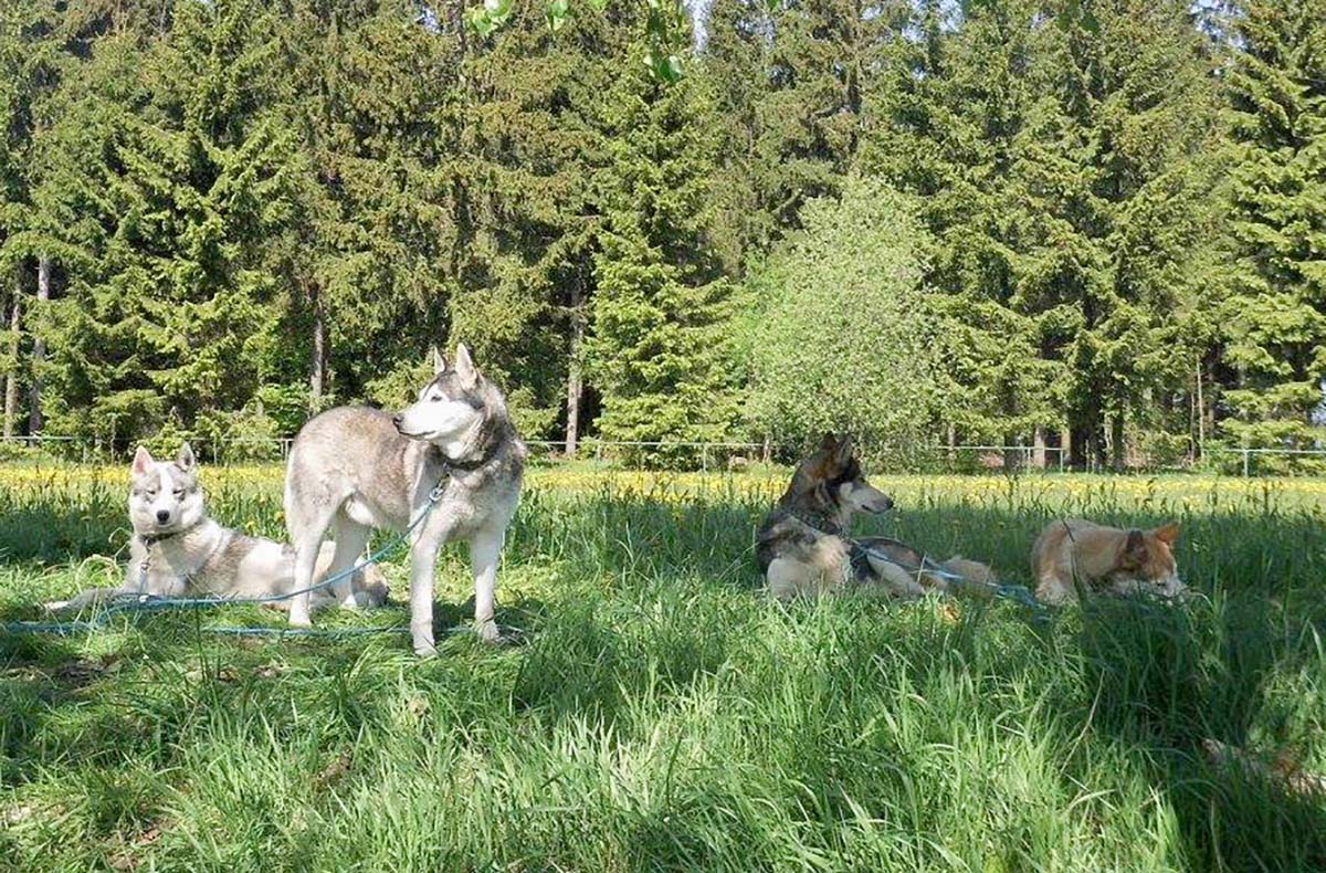 Husky-Trekking Mödingen
