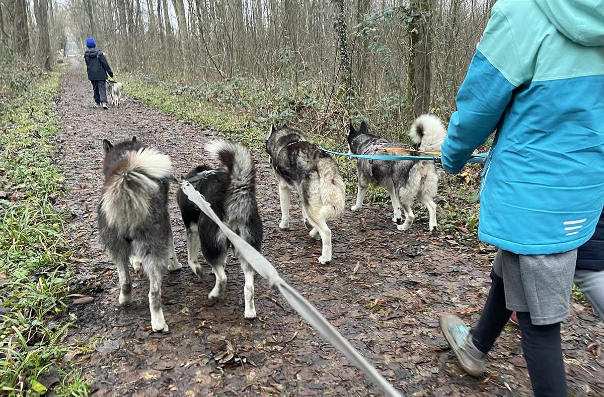 Husky Wanderung Karlsruhe