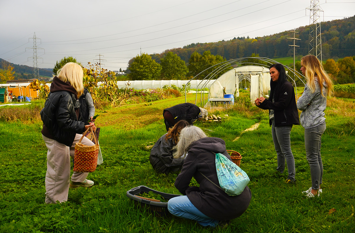 Kochkurs Schupfart (Wildpflanzen) - Wildkräuter sammeln, kochen, genießen – natürlich lecker!