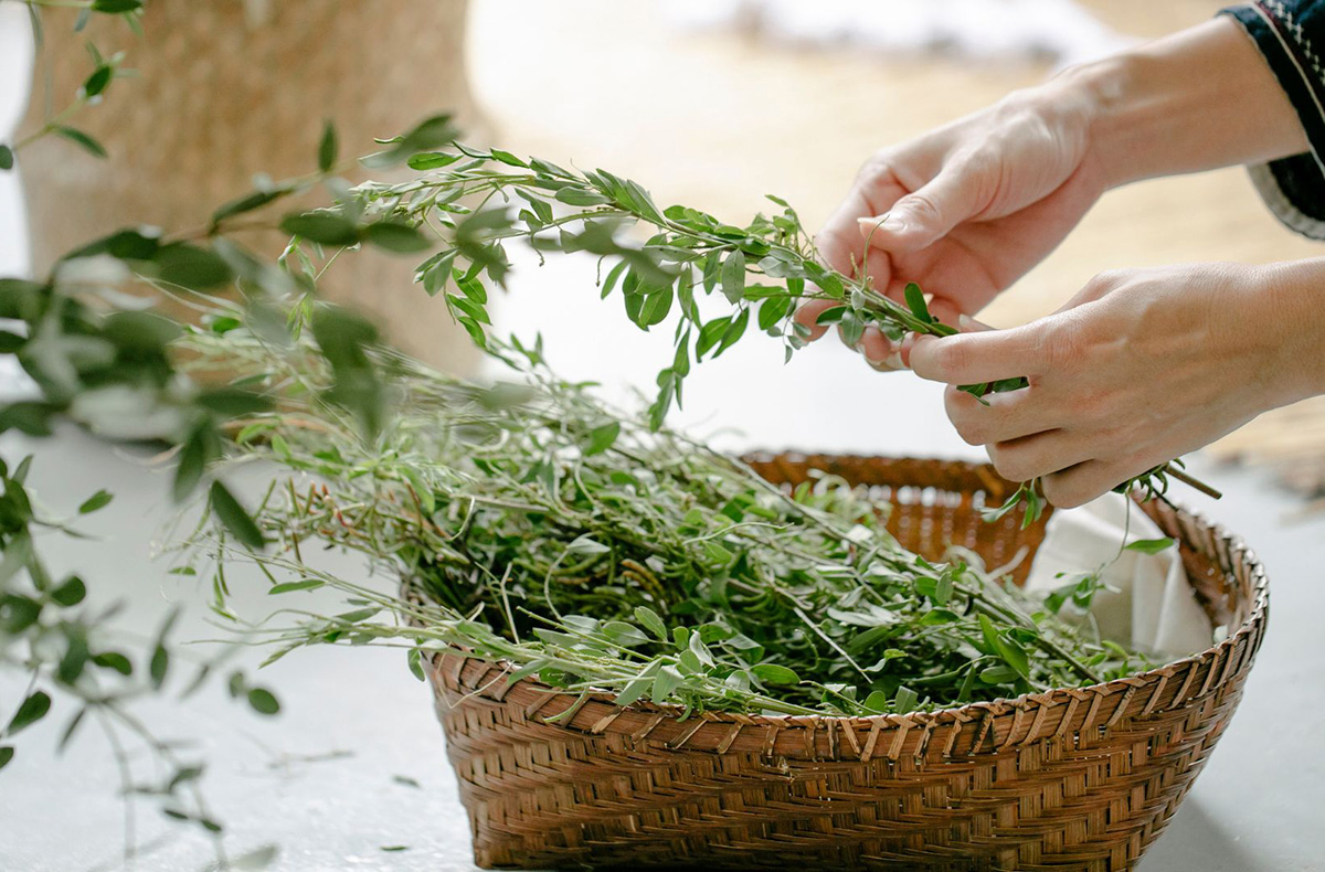 Kochkurs Schupfart (Wildpflanzen) - Wildkräuter sammeln, kochen, genießen – natürlich lecker!