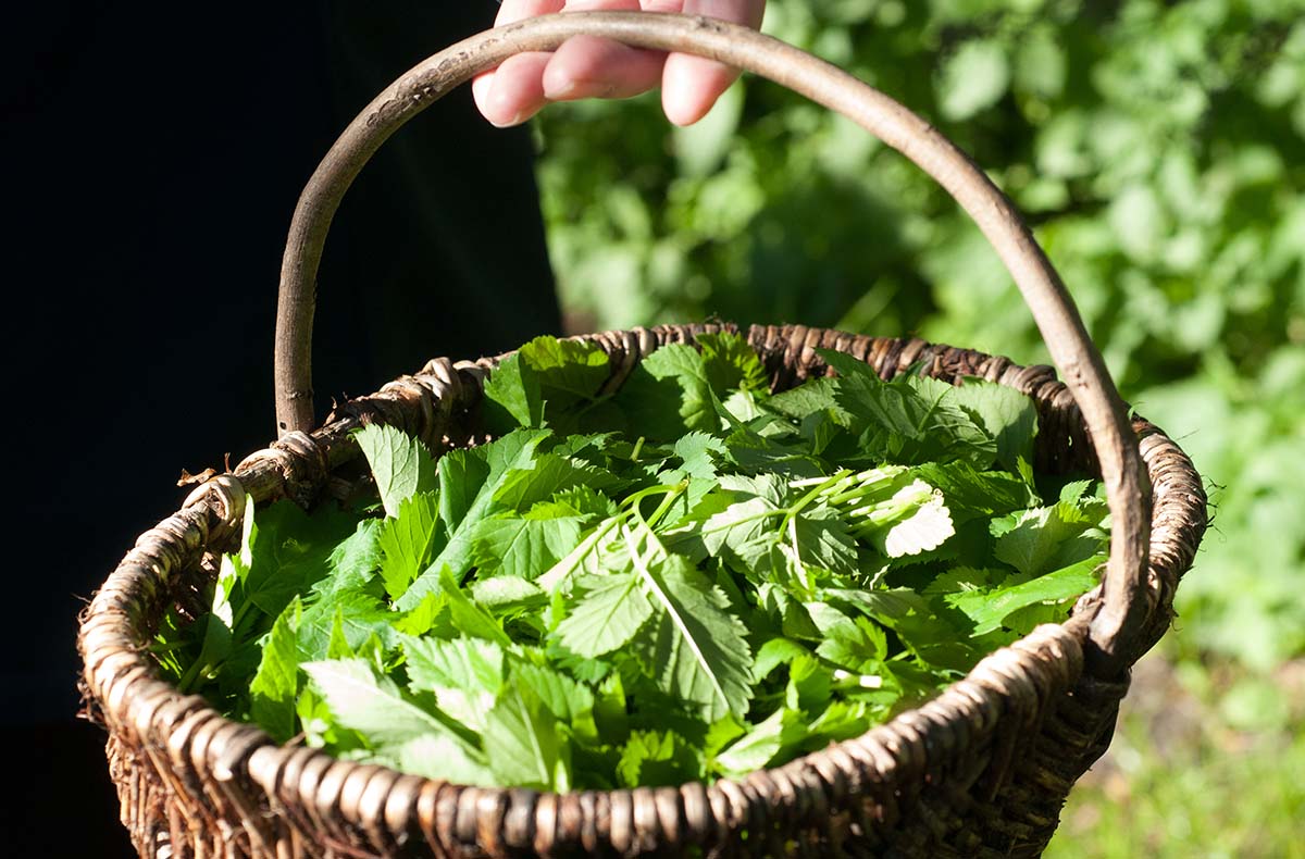 Kräuterkurs Walchow - Wildkräuter entd... Kräuterkurs Walchow - Wildkräuter entd...