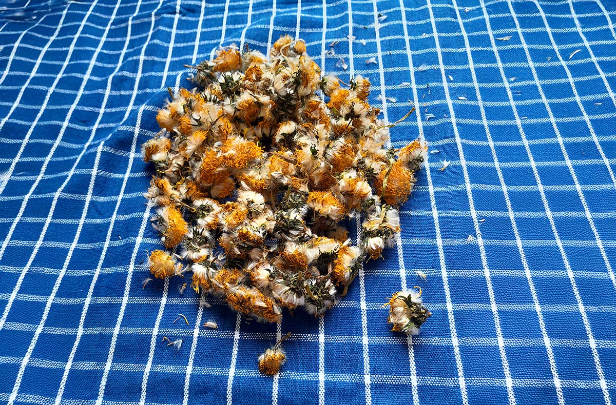 Kräuterkurs Walchow - Wildkräuter entd... Kräuterkurs Walchow - Wildkräuter entd...