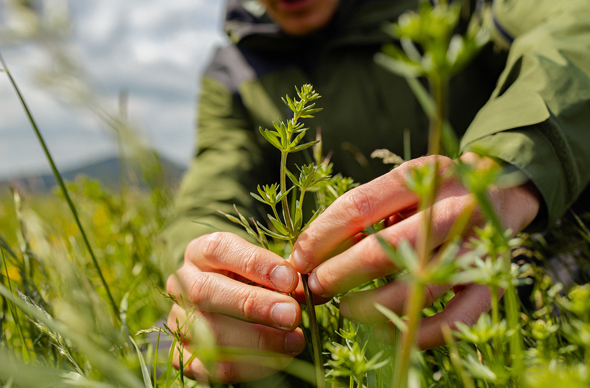Kräuterwanderung Wershofen Kräuterwanderung Wershofen