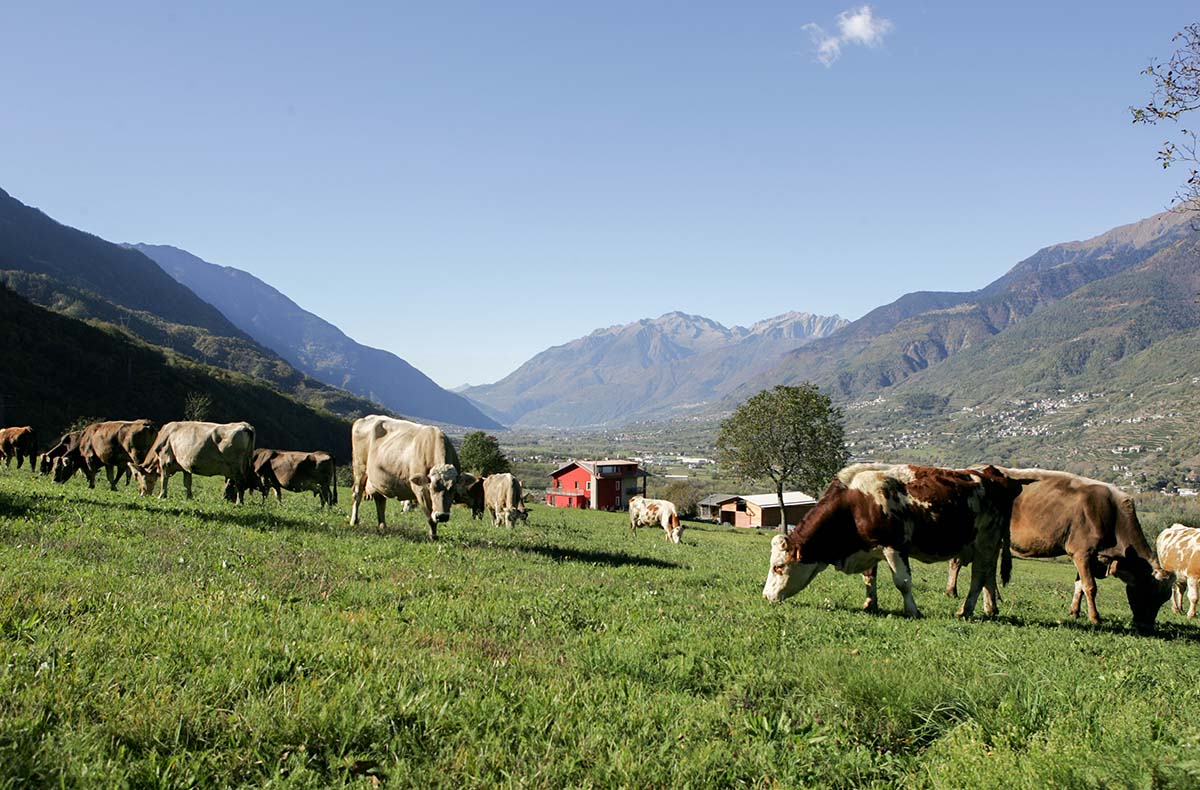 2 Tag(e) Kulinarische Reise Lombardei für 2 (1 Nacht) inkl. Halbpension