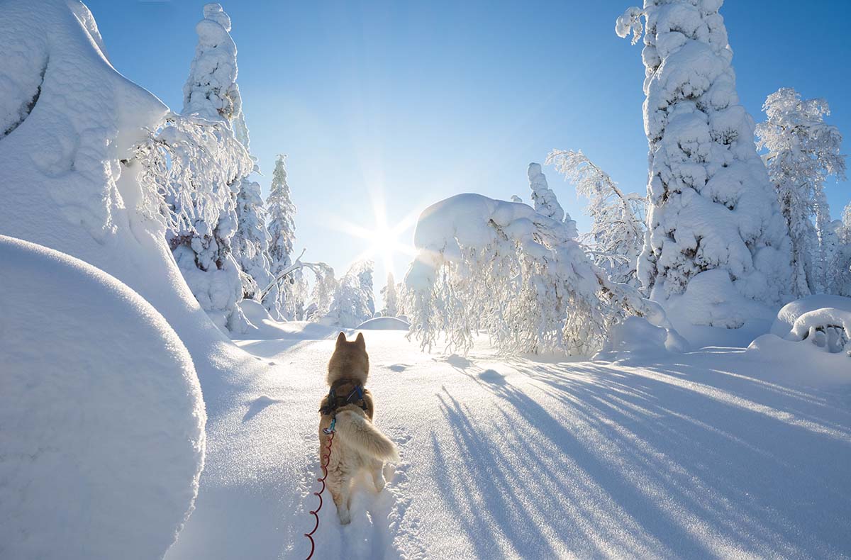 3 Tag(e) Kurzurlaub Rovaniemi mit Polarlichter-Tour für 2 (2 Nächte) inkl. Frühstück