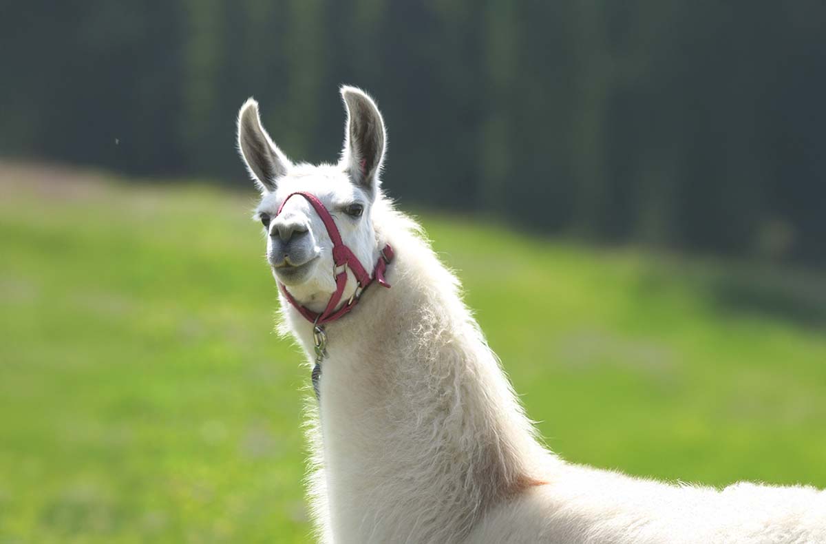 Lama Trekking Poppenhausen für 2 - Lama Trekking: Abenteuer Natur mit tierischer Begleitung