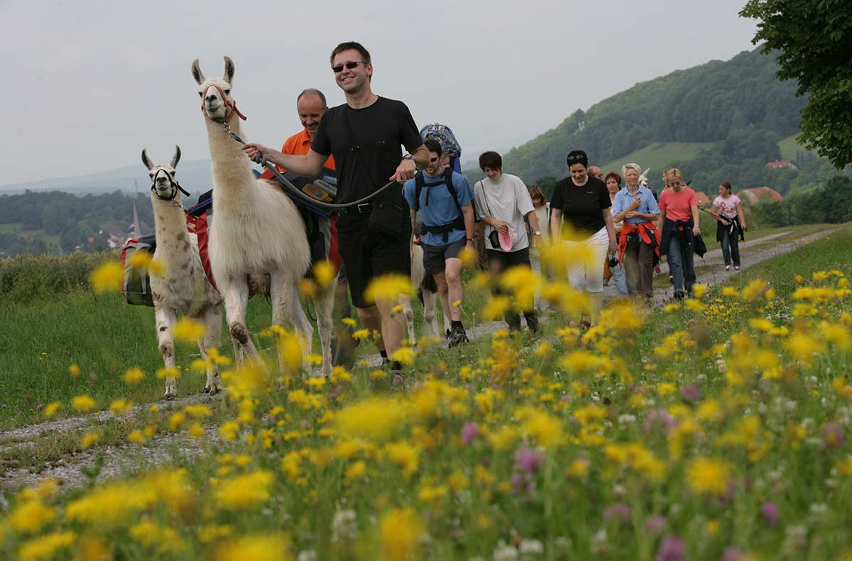 Lama-Trekkingtour Poppenhausen Lama-Trekkingtour Poppenhausen