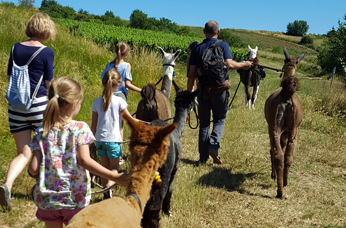 Lama- & Esel-Trekking-Tour Stadecken-Elsheim - Natur und Tiere vereint Lama- & Esel-Trekking-Tour Stadecken-Elsheim - Natur und Tiere vereint