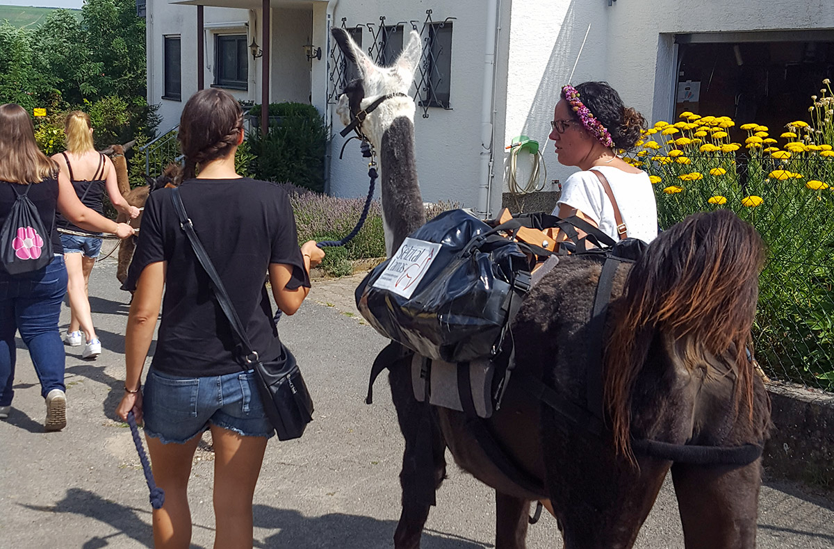 Lama- & Esel-Trekking-Tour Stadecken-Elsheim - Natur und Tiere vereint Lama- & Esel-Trekking-Tour Stadecken-Elsheim - Natur und Tiere vereint