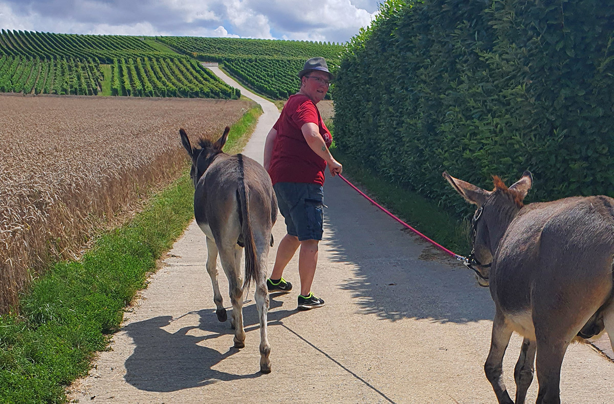 Lama- & Esel-Trekking-Tour Stadecken-Elsheim - Natur und Tiere vereint Lama- & Esel-Trekking-Tour Stadecken-Elsheim - Natur und Tiere vereint
