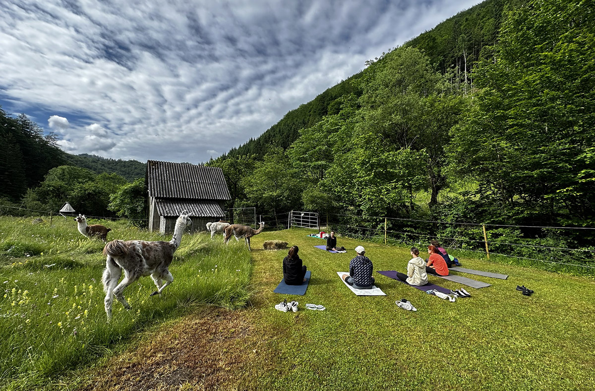 Lama Wanderung mit Yoga und Brunch
