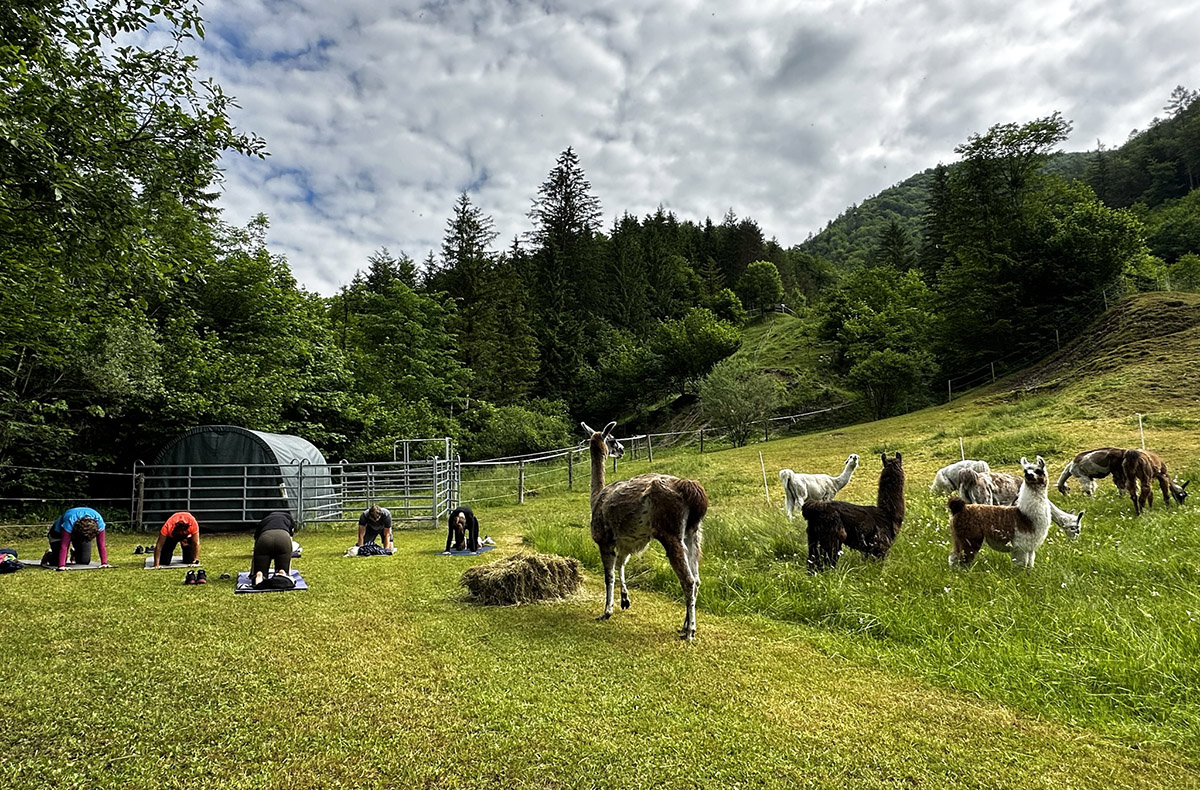Lama Wanderung mit Yoga und Brunch