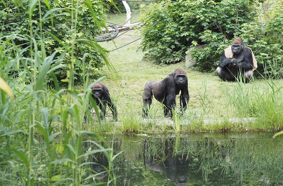 Lunch & Zoo Leipzig für 2 - Tierische Abenteuer und Genussmomente im Zoo Leipzig Lunch & Zoo Leipzig für 2 - Tierische Abenteuer und Genussmomente im Zoo Leipzig