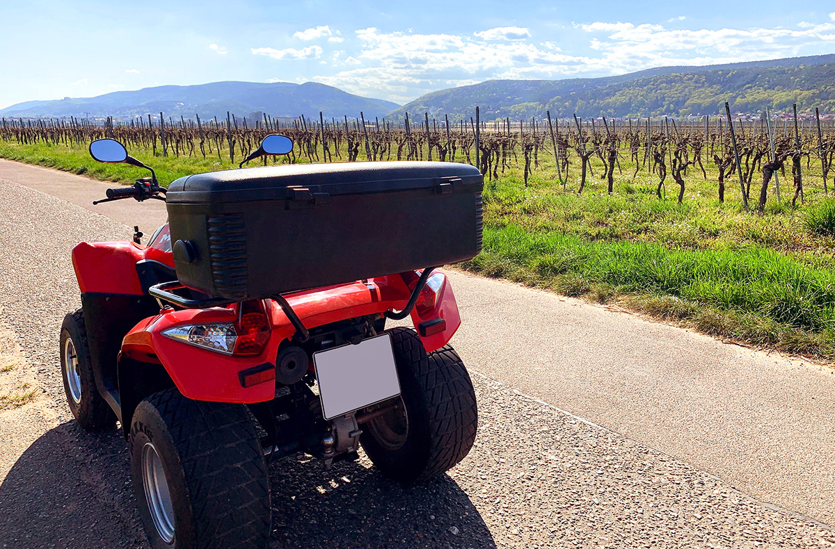 Quad Tour Neustadt an der Weinstraße (4 Std.) - Quad-Abenteuer Pfalz pur erleben