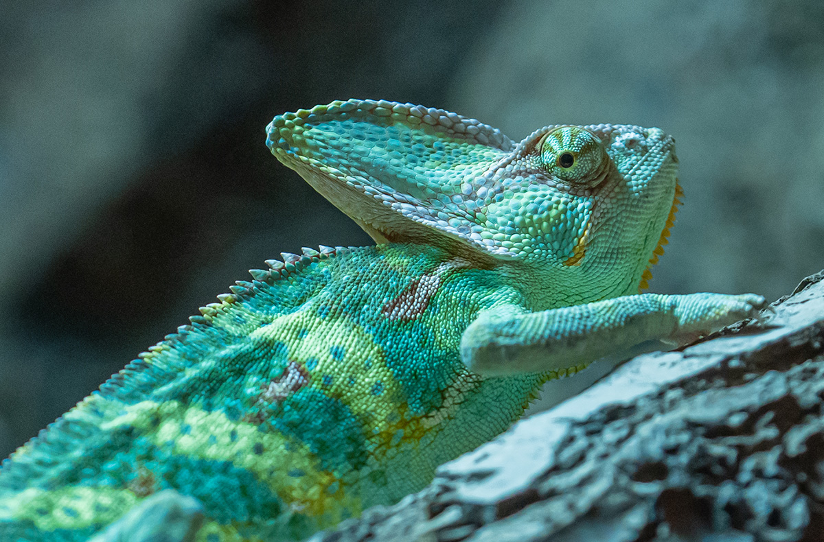 Tierpfleger Landau (Reptilien)