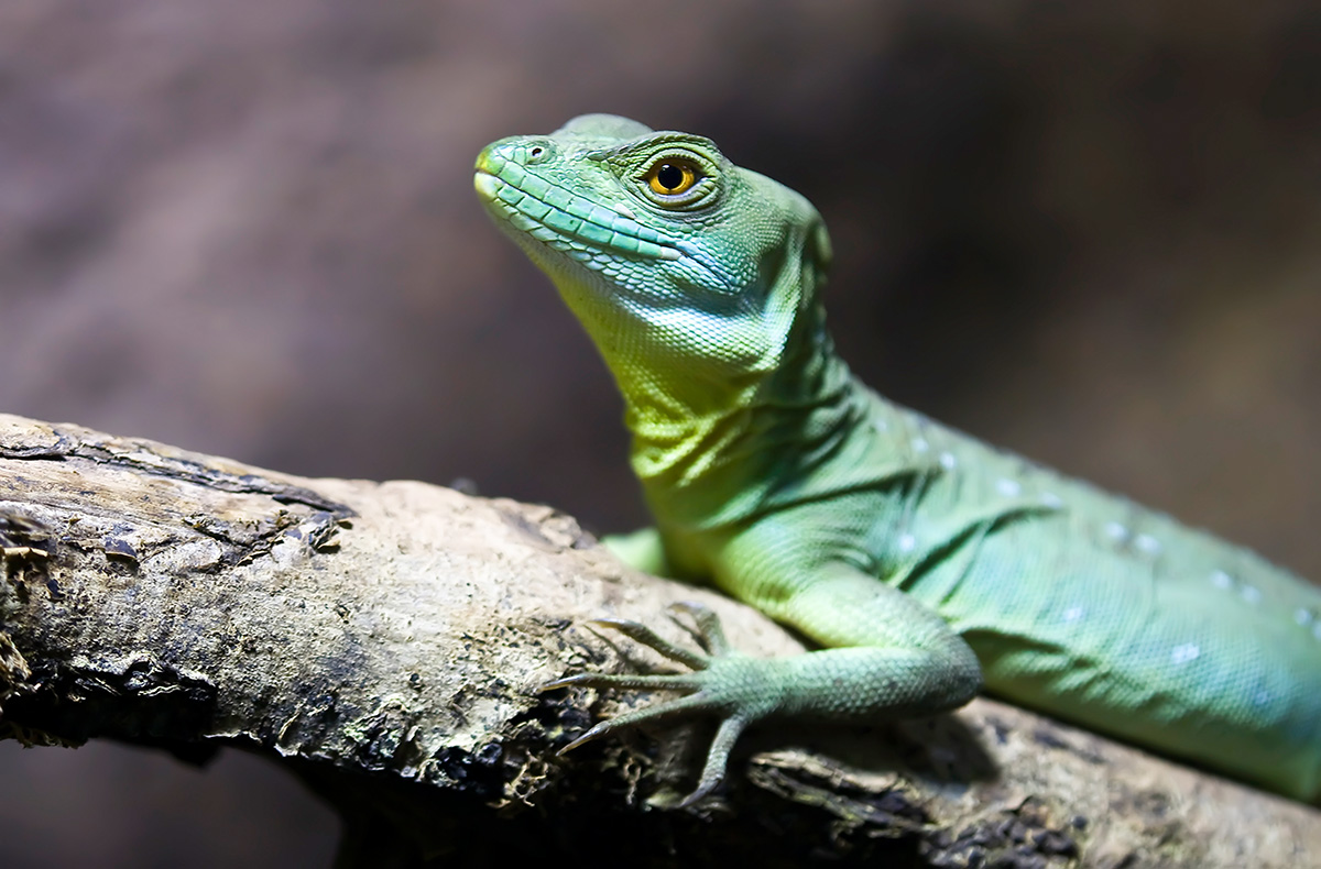 Tierpfleger Landau (Reptilien) - Reptili... Tierpfleger Landau (Reptilien) - Reptili...