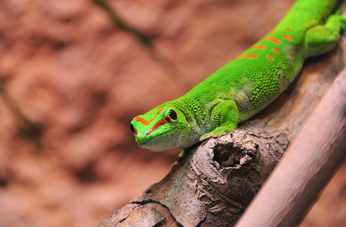 Tierpfleger Landau (Reptilien) - Reptili... Tierpfleger Landau (Reptilien) - Reptili...