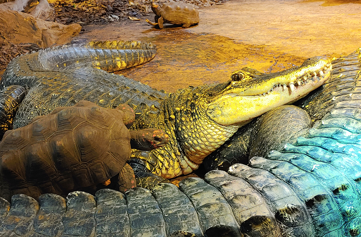 Tierpfleger Landau (Reptilien) - Reptili... Tierpfleger Landau (Reptilien) - Reptili...