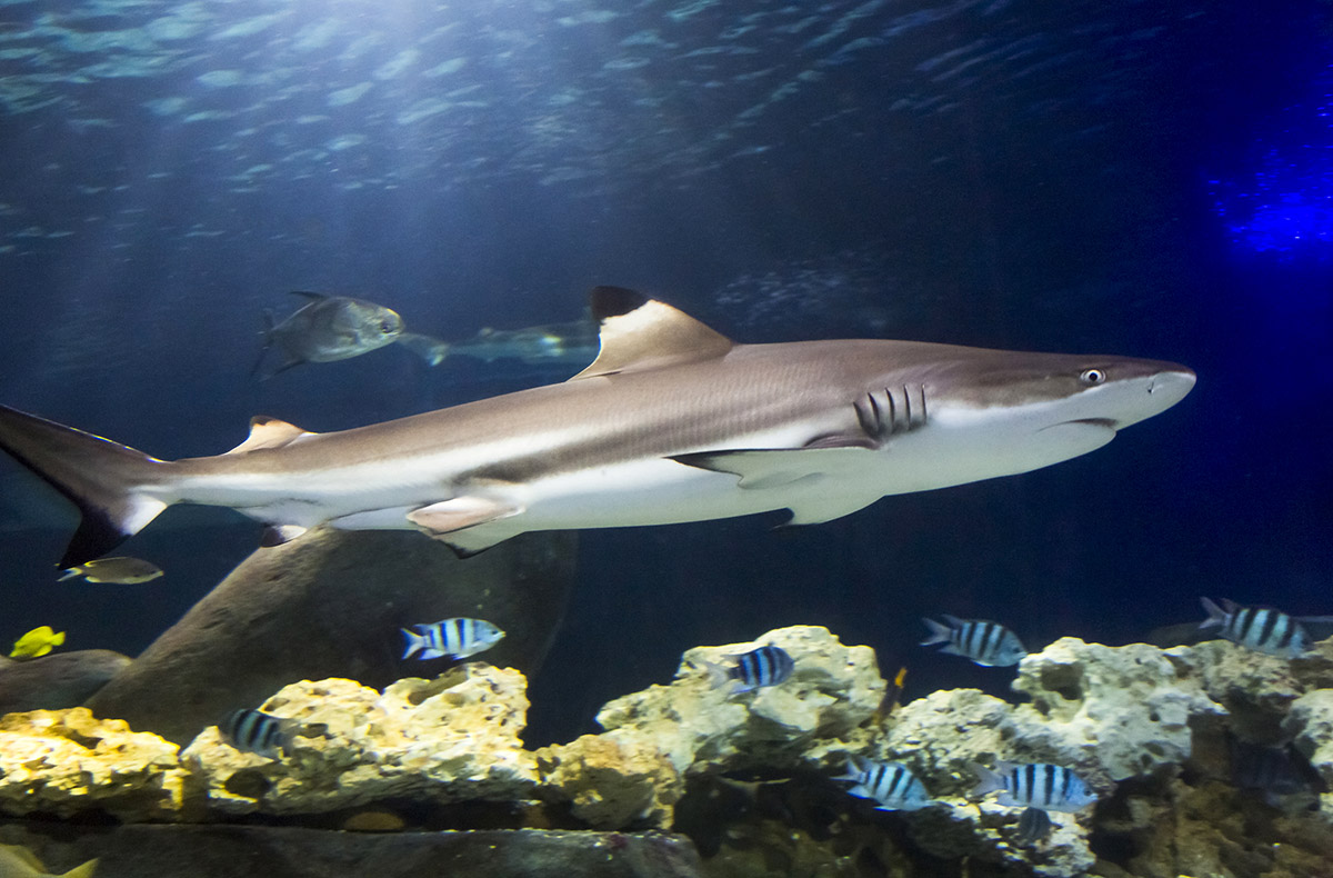 Sea Life Hannover (Kinder-Ticket) 