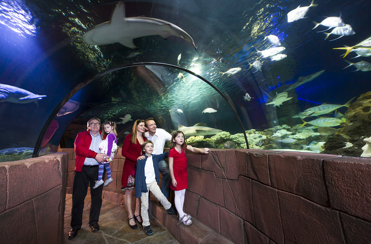 Sea Life Hannover (1 EW + 1 Kleinkind)