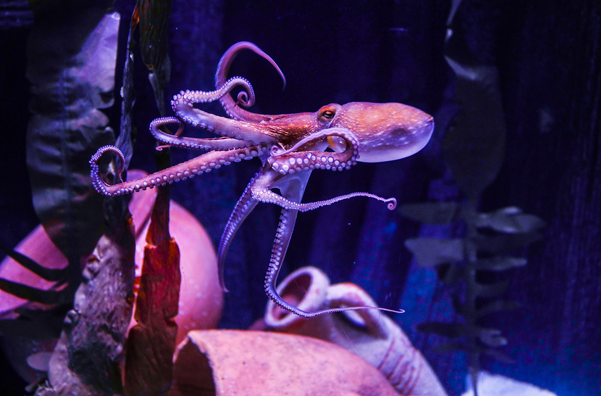 Sea Life Hannover (1 EW + 1 Kleinkind)