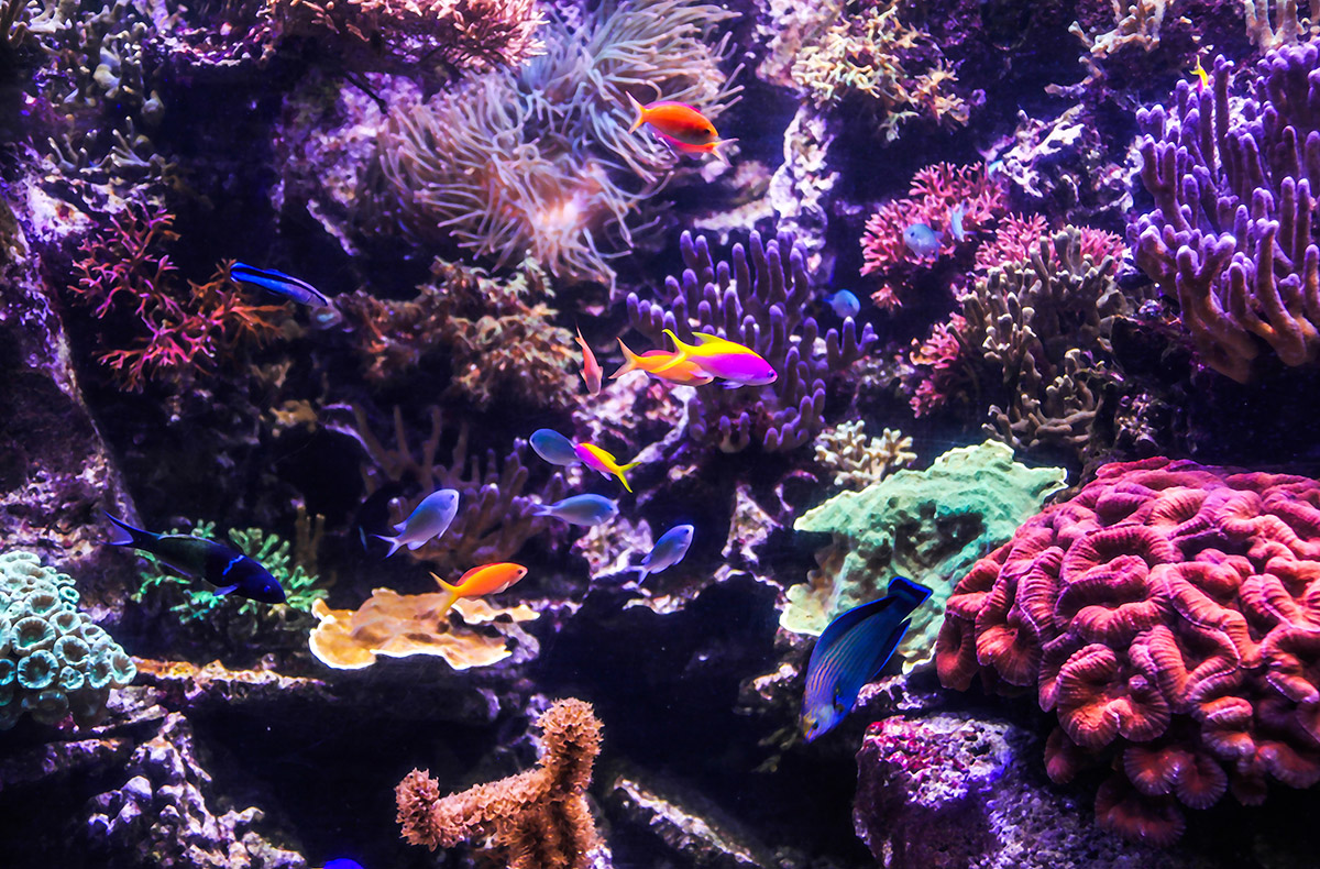 Sea Life Hannover (1 EW + 1 Kleinkind)
