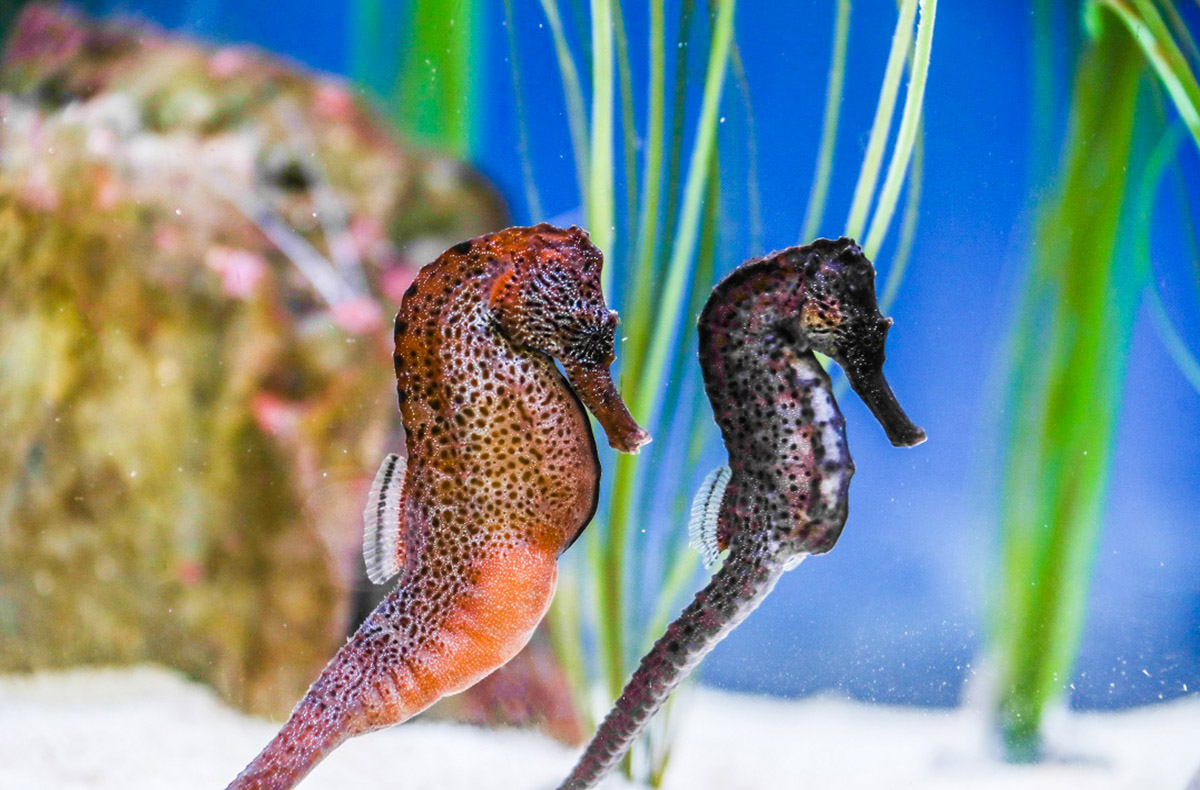 Sea Life Konstanz (1 EW + 1 Kleinkind)
