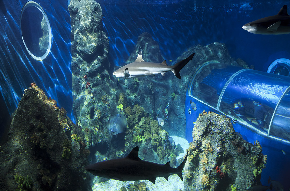 Sea Life Konstanz (1 EW + 1 Kleinkind)