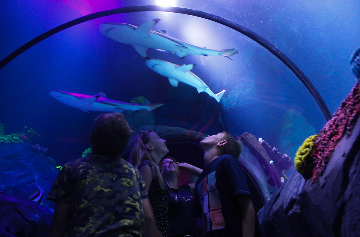 Sea Life Konstanz (1 EW + 1 Kleinkind) Sea Life Konstanz (1 EW + 1 Kleinkind)