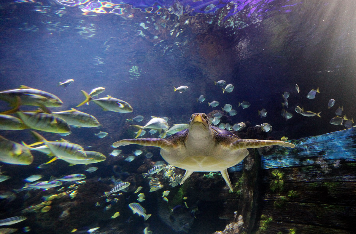 Ca. 3 Stunden Sea Life Timmendorfer Strand