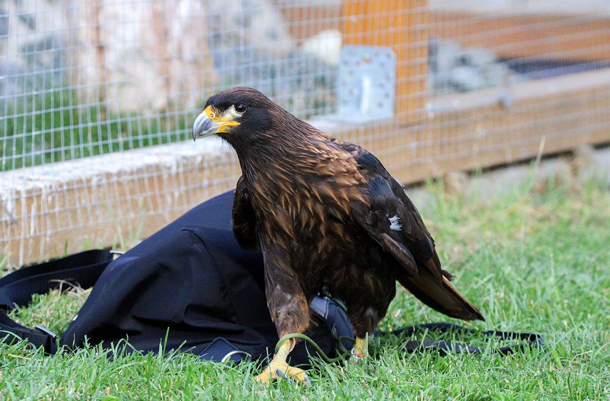 Spaziergang mit Greifvogel Pollhagen - Vorschau I